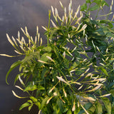 Planted Enamel Pot Jasmine on a Hoop