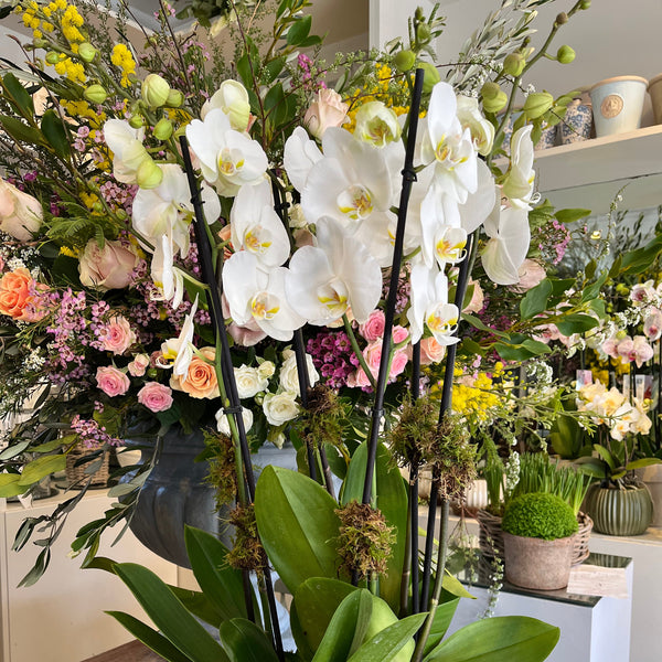 Classic Orchid Bowl