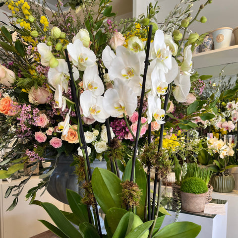 Classic Orchid Bowl