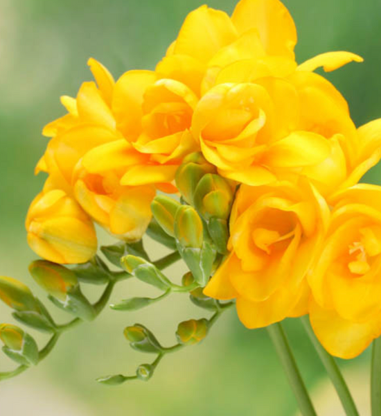 Bridal Bouquet of Sweetly Scented Freesia