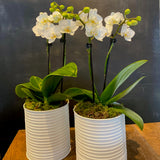 Double Stem Midi White Phaleanopsis Orchids