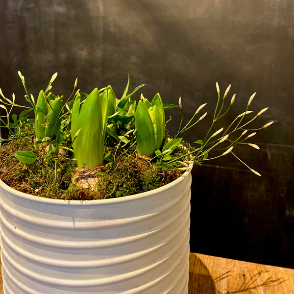 Planted Enamel Pots - Hyacinths